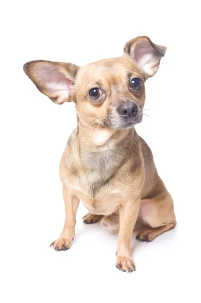 Hund med en böjd öra — Stockfoto