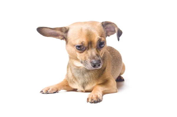 Dog with a bent ear — Stock Photo, Image