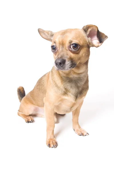 Забавна собака з вигнутим вухом Ліцензійні Стокові Зображення