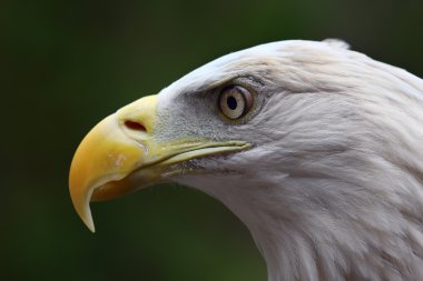 American Bald Eagle close up clipart