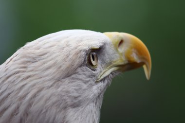 Amerikan kel kartal yakın çekim