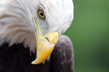 Close up head shot of a bald eagle clipart