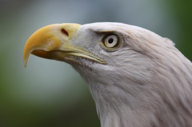 Amerikan kel kartal yakın çekim