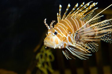 Lion fish in aquarium clipart