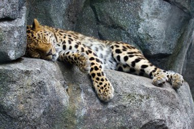 Amur Leopard resting clipart