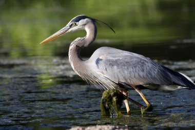 Great Blue Heron Fishing clipart