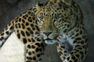 Amur Leopard clipart