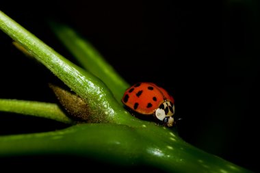 Asian Ladybug Beetle (Harmonia axyridis) clipart