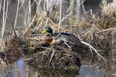 Mallard vahşi doğada