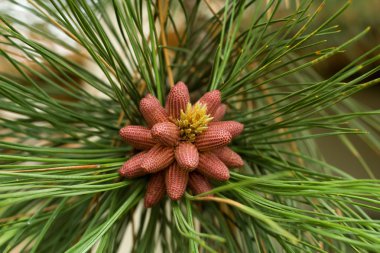 Birth on some pine cones clipart