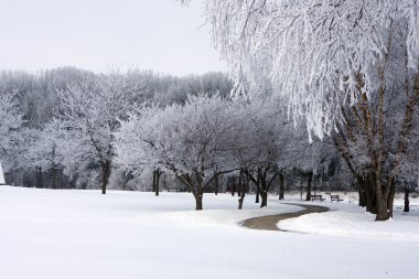 Fresh snow on park trees clipart