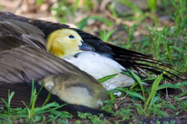 içinde bir dinlenme için snuggling gosling