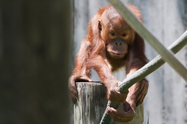 Baby orangutan clipart