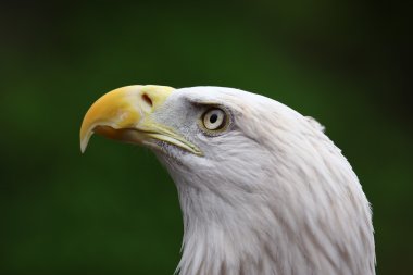 Amerikan kel kartal yakın çekim