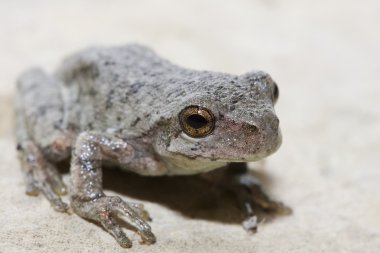 Cope's Gray Tree Frog clipart