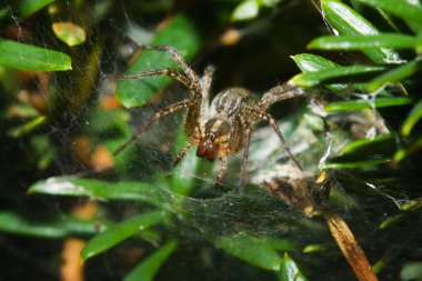 Garden Orb Spider. clipart