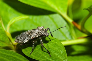 hata (hemiptera, alt heteroptera kalkan).