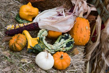 Holiday Gourds and Corn. clipart