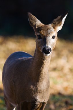 Ak kuyruklu doe (odocoileus virginianus).