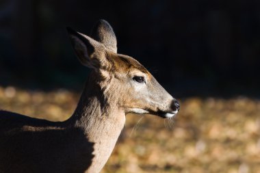 Ak kuyruklu doe (odocoileus virginianus).