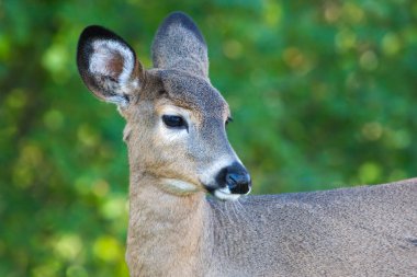 Close up portrait of female deer. clipart