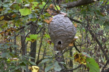Paper Wasp Nest clipart