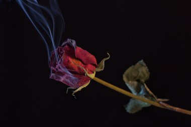 Smoking Red Rose