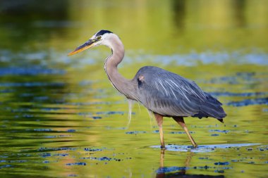 Great Blue Heron Fishing clipart