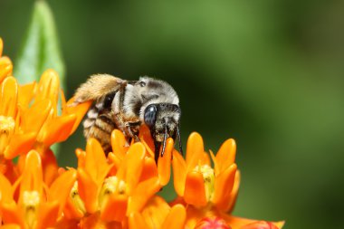 bir çiçek üzerinde altın Kuzey bumblebee