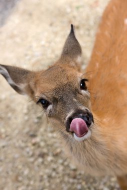 Small female deer licking it's lips and nose clipart