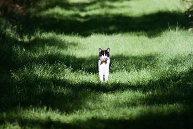 Kedi bir fare 's ağız ile