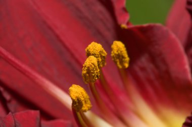 Day Lily (Hemerocallis) clipart