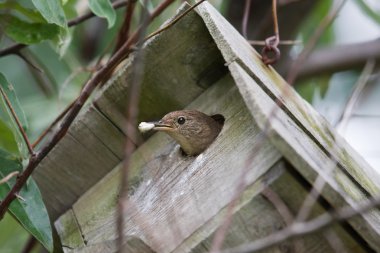 House Wren (Troglodytes aedon). clipart