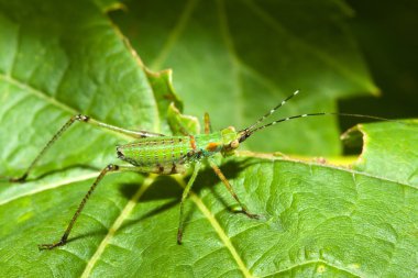 Bush Cricket (Tettigoniidae) clipart