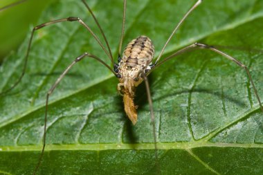 Böcek yiyen harvestman