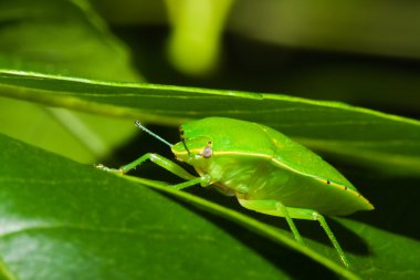 Green stink bug or shield bug (Nezara viridula). clipart