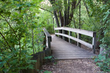 Bridge in the Forest clipart