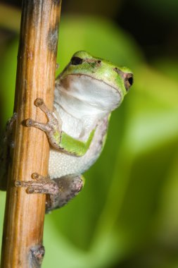 One Eyed Cope's Gray Tree frog. clipart