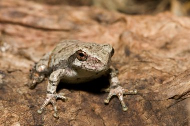 Cope's Gray Tree frog clipart