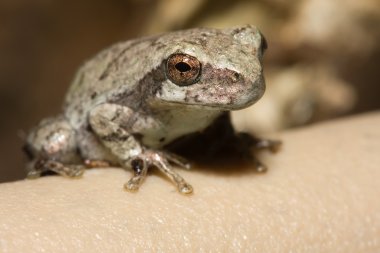 Cope's Gray Tree frog clipart