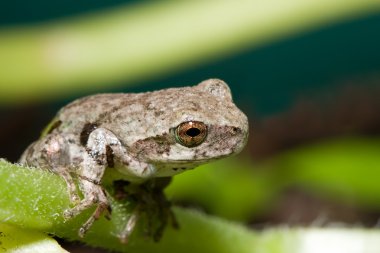 Cope's Gray Tree frog clipart