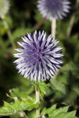 Küre thistle çiçek (Echinops sp.)