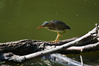 Green Heron fishing. clipart