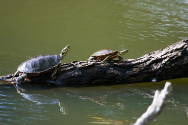 Kaplumbağa sunning boyalı