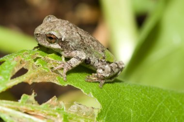 Cope's Gray Tree frog clipart