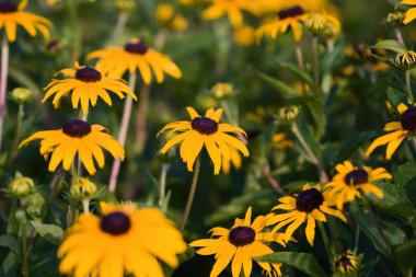 A field of Black Eyed Susans. clipart