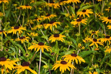 Black-eyed Susan (Rudbeckia hirta) clipart