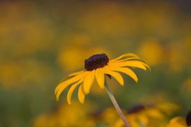 Siyah gözlü Susan (Rudbeckia hirta)