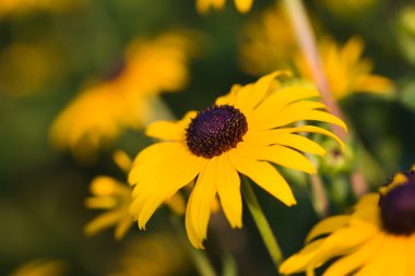 Siyah gözlü Susan (Rudbeckia hirta)