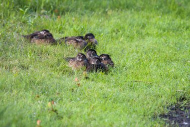 Young Wood Ducks. clipart